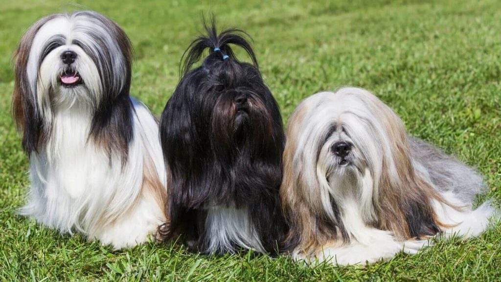سه سگ لهاسا آپسو