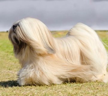 معرفی سگ لهاسا آپسو