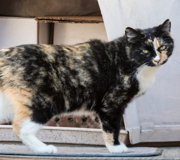 معرفی گربه مانکس