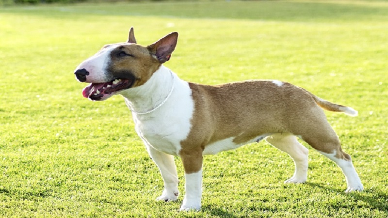 ویژگی‌های شخصیتی سگ بول تریر