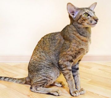 معرفی گربه شرقی