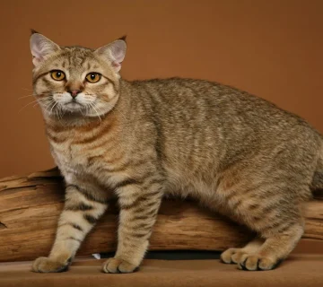 معرفی گربه پیکسی باب