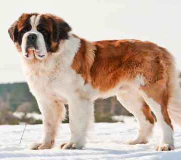 معرفی سگ سنت برنارد