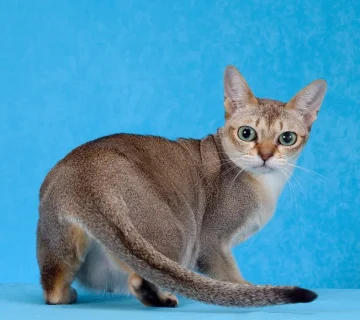 معرفی گربه سنگاپوری