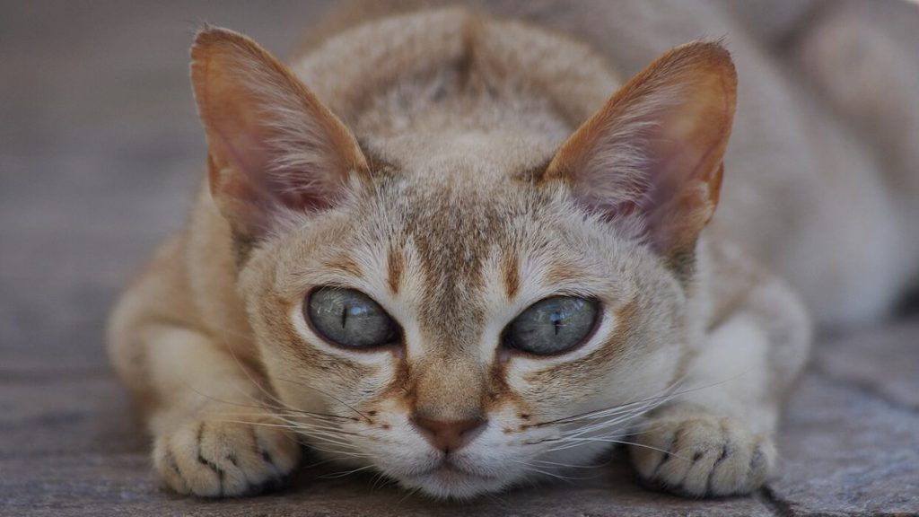 نگاهی به گربه سنگاپوری
