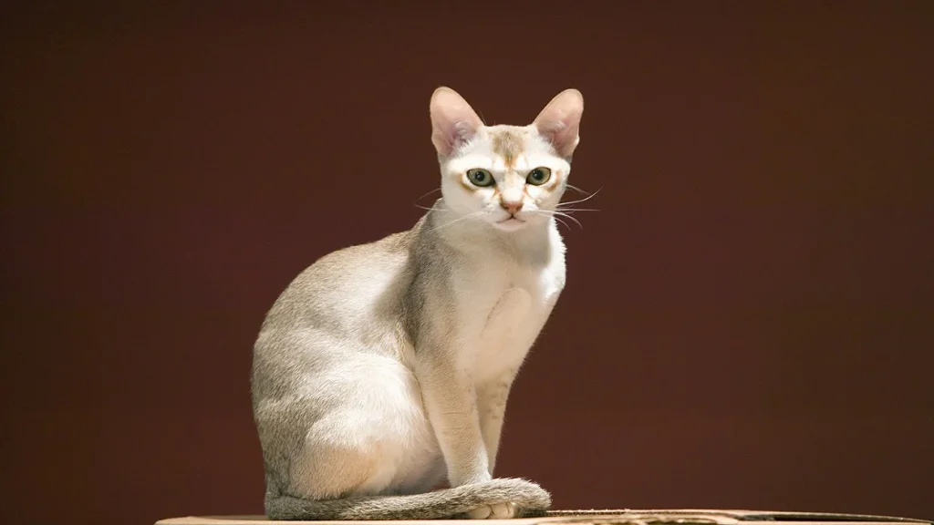 گربه سنگاپوری در ظاهر