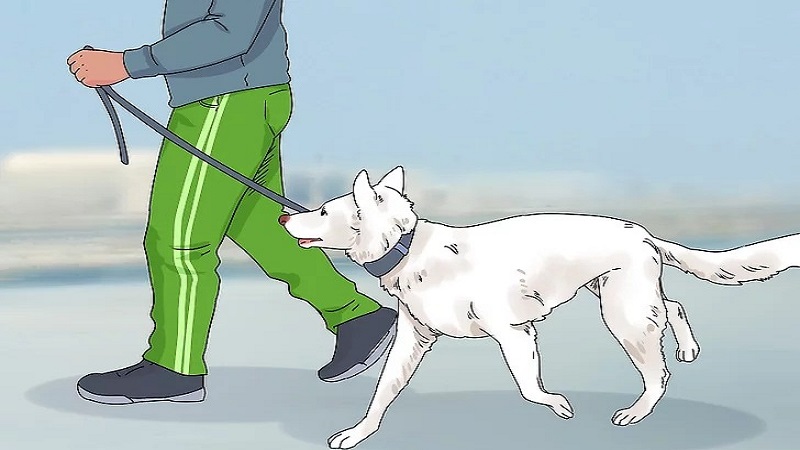 آموزش همقدم شدن سگ مرحله اول