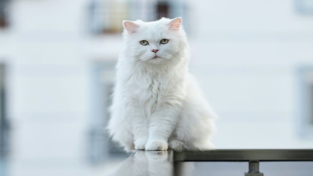 گربه آنگورای ترکی در ظاهر 