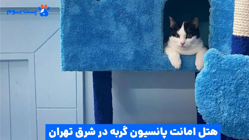بهترین پانسیون گربه