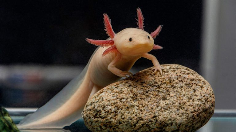 معرفی سمندر مکزیکی؛ عجیب‌ترین آبزی آکواریوم