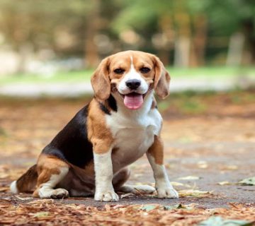 سگ نژاد بیگل