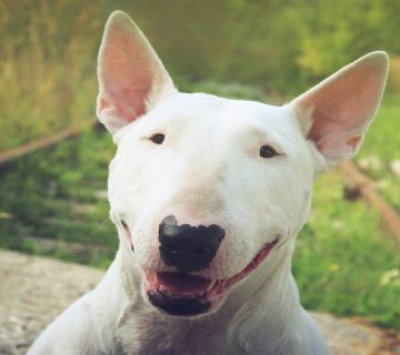 سگ نژاد بول تریر