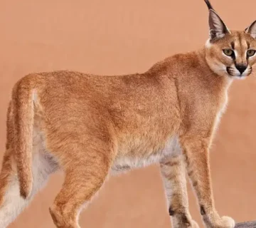 معرفی گربه کاراکال