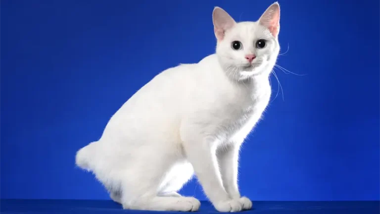 گربه جاپانیز بابتیل