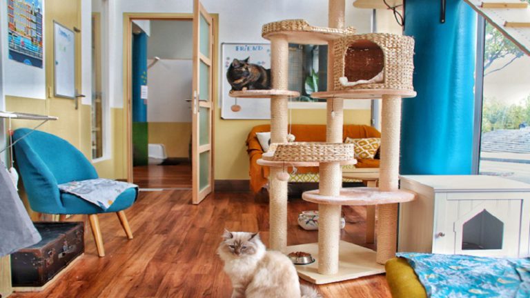 بهترین پانسیون گربه در تهران، معرفی 7 پانسیون برتر امسال