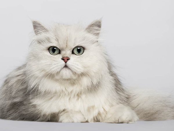 معرفی کامل گربه چین چیلا