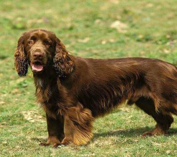 معرفی سگ کوکر اسپانیل