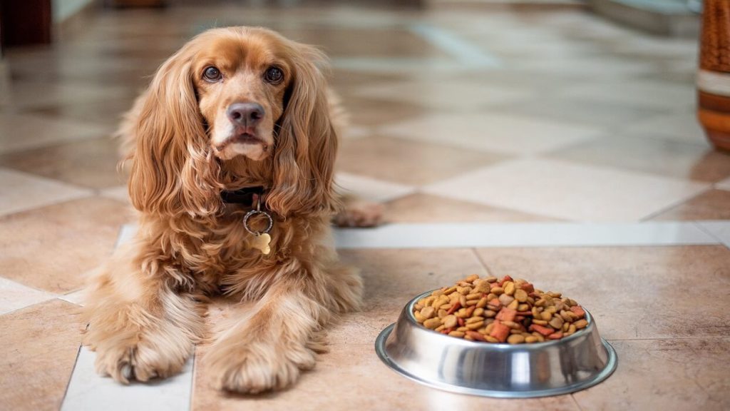سگ کوکر اسپانیل و تغذیه