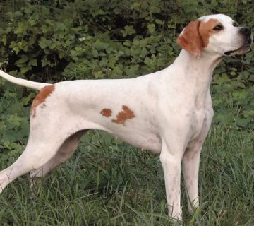 معرفی سگ پوینتر