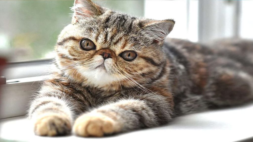 ظاهر و باطن گربه اگزوتیک