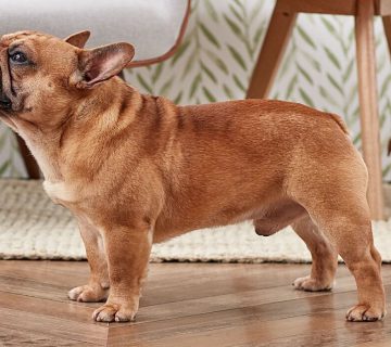 معرفی سگ فرنچ بولداگ