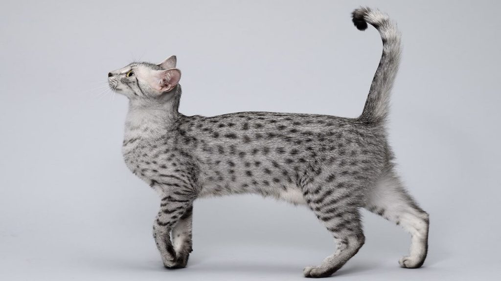گربه مائو مصری در ظاهر 