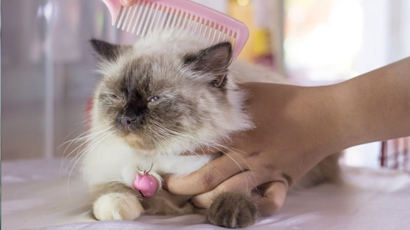مراقبت‌های ویژه از گربه هیمالین