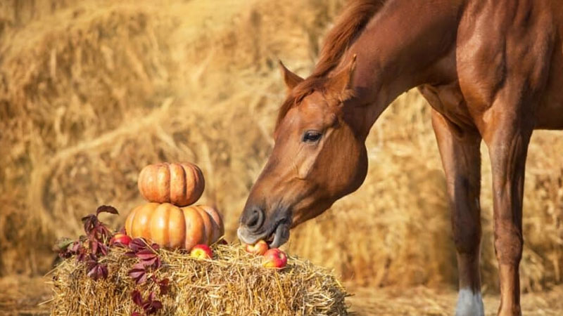 میوه یا سبزیجات ؛ غذای ایده‌آل برای اسب