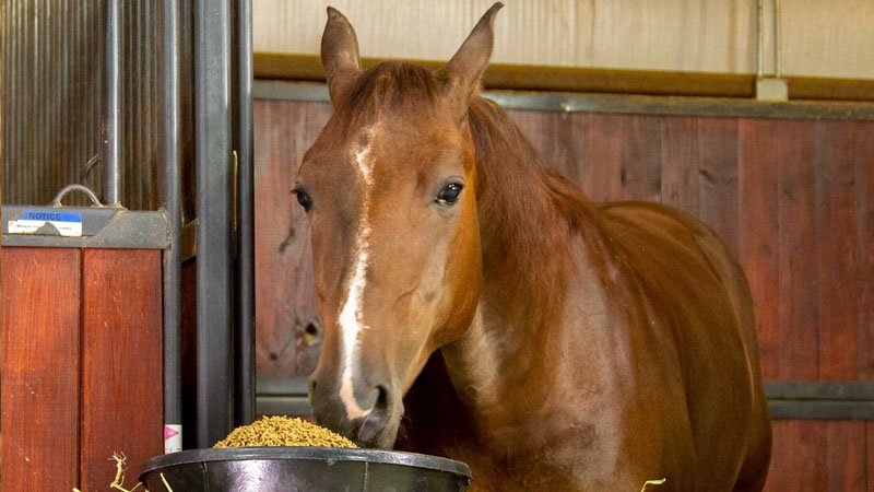 غذای کره اسب از بدو تولد تا سه ماهگی