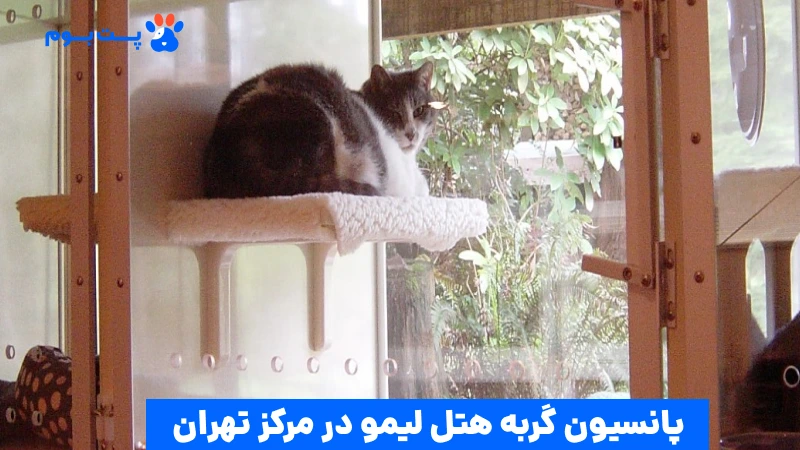 هتل گربه