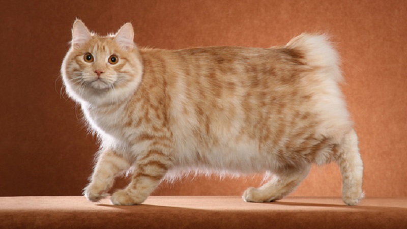 ویژگی‌های ظاهری گربه نژاد بابتیل کوریلی