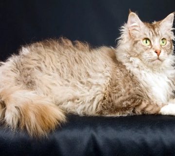 معرفی گربه لاپرم