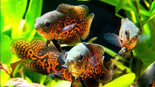 راهنمای کامل نگه‌داری از ماهی اسکار