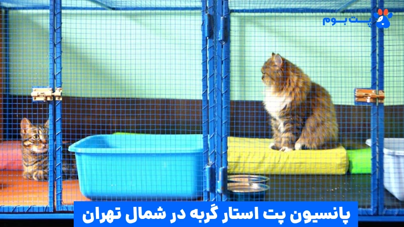 پانسیون گربه در تهران