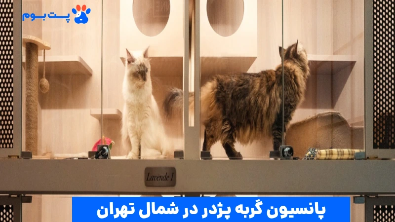 پانسیون گربه