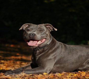 سگ نژاد استافور شیار بول تریر