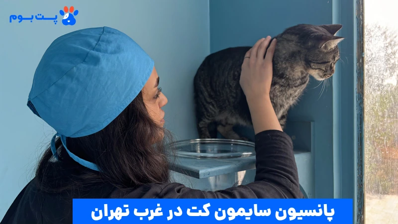 بهترین پانسیون گربه