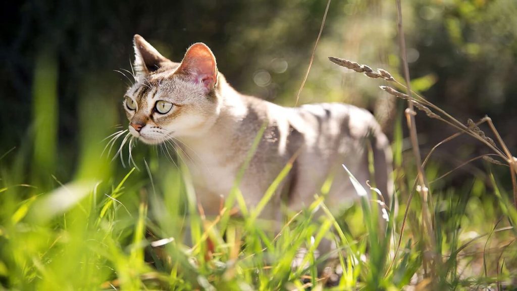 ظاهر و باطن گربه سنگاپوری
