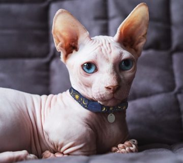 گربه اسفینکس یا گربه بی‌مو کانادایی