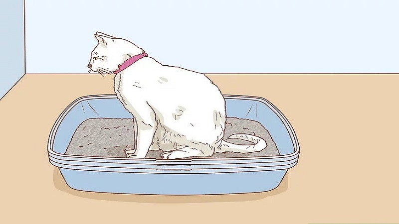 آموزش جای دستشویی به گربه مرحله دوم