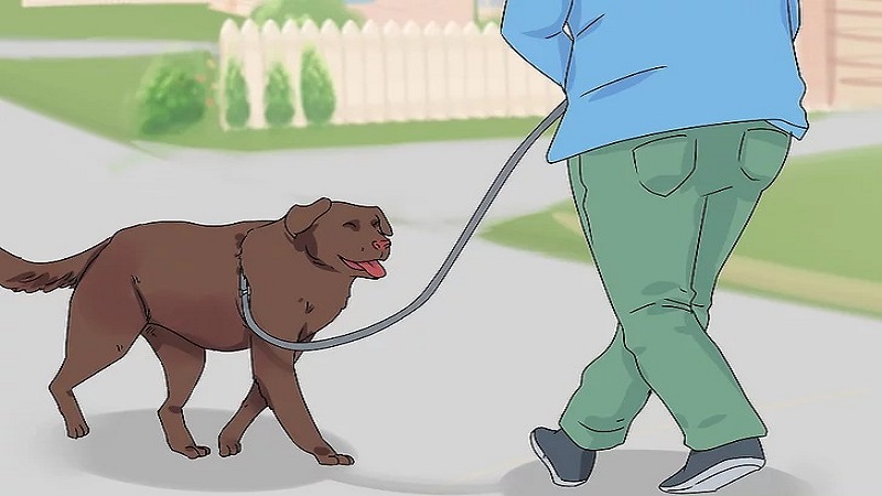 آموزش همقدم کردن سگ مرحله چهارم