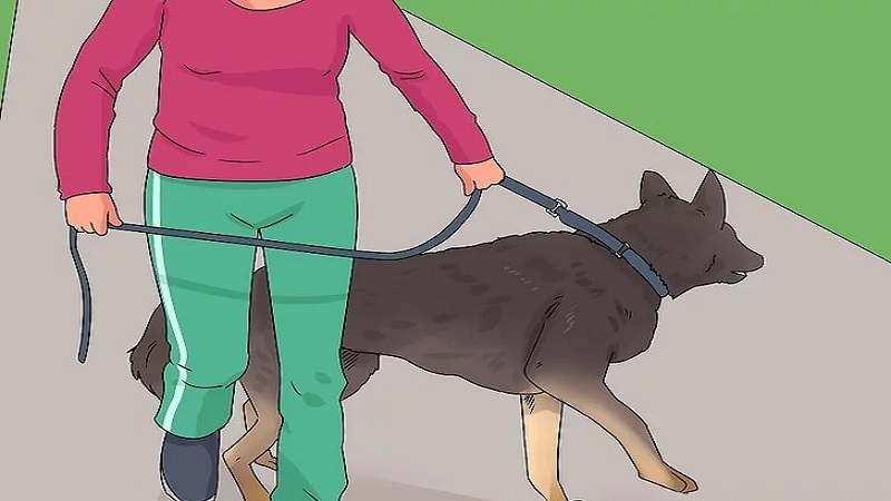 آموزش همقدم کردن سگ مرحله سوم