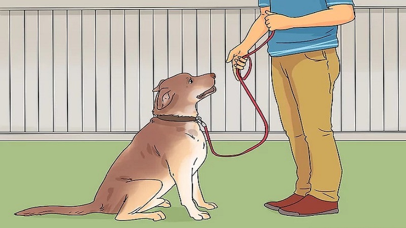 آموزش نشستن سگ مرحله پنجم