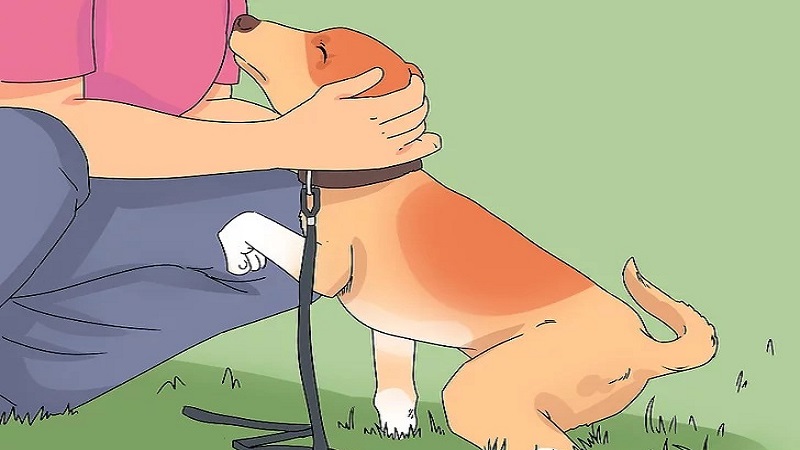 آموزش نشستن به سگ مرحله هفتم
