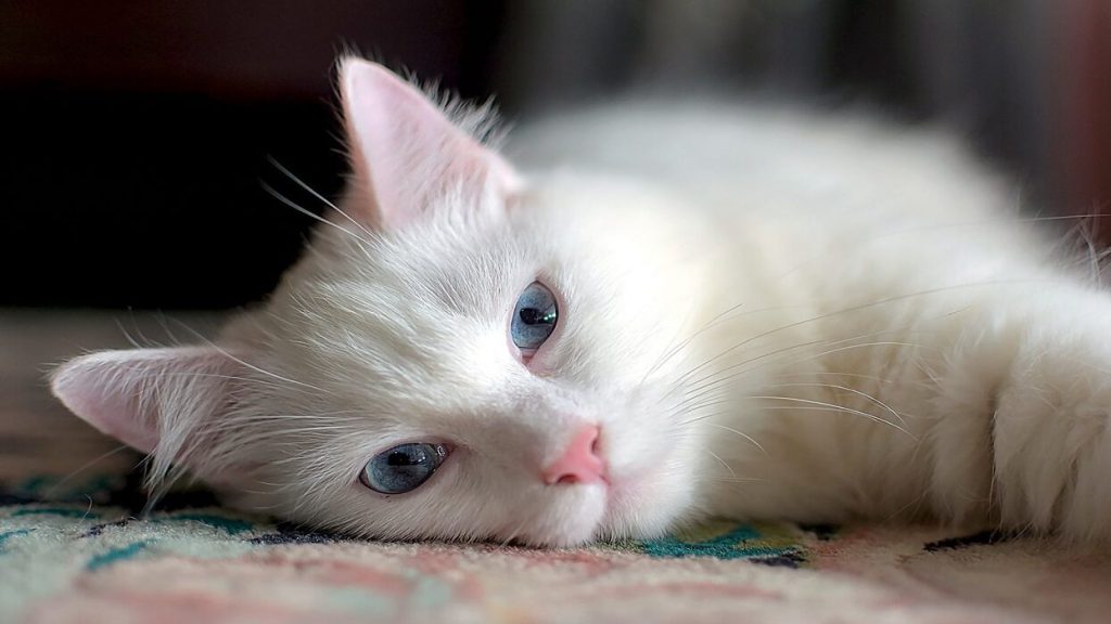 نیم نگاهی به گربه آنگورای ترکی