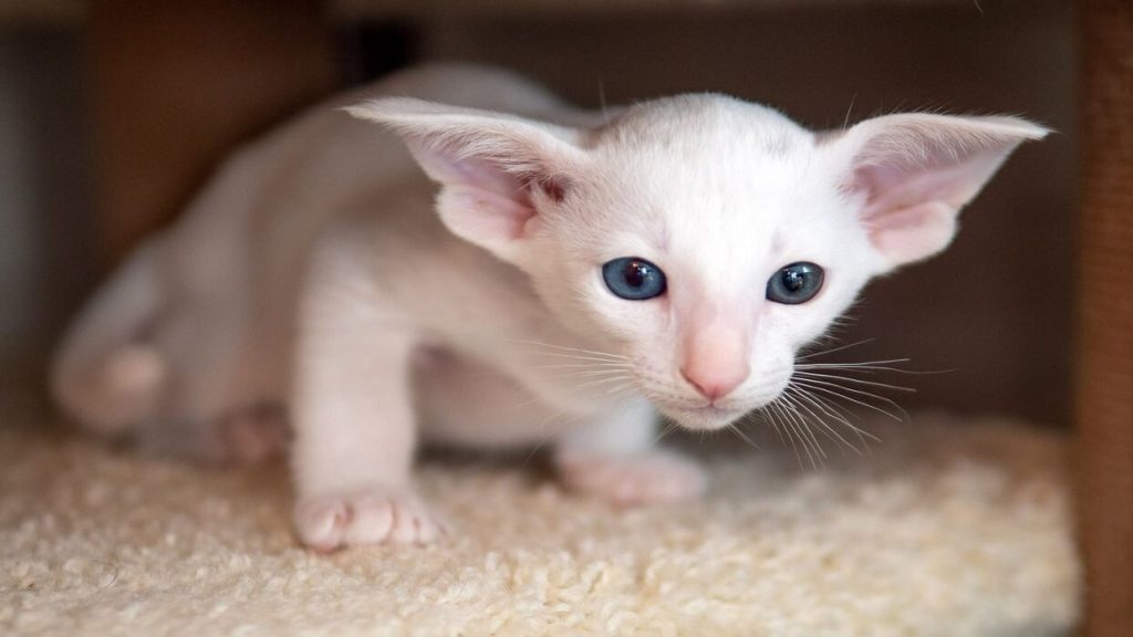 گربه شرقی سفید