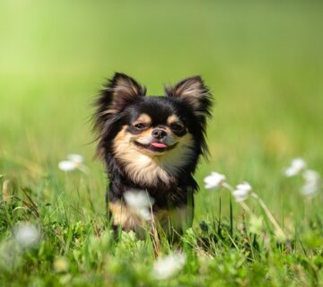 معرفی کامل سگ چی واوا