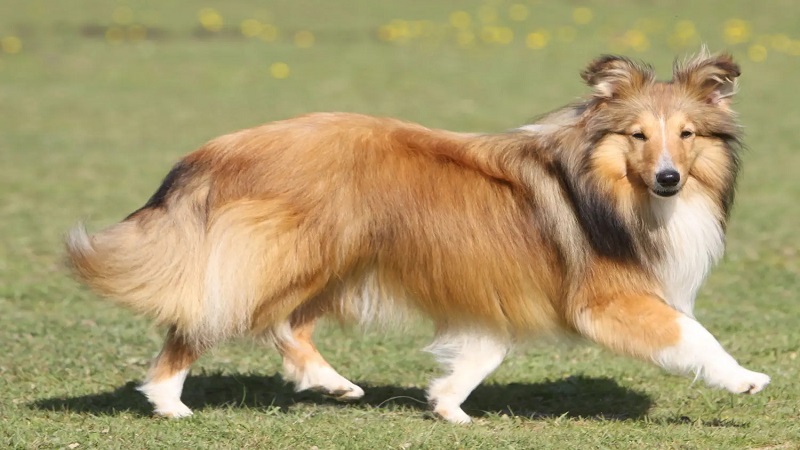 ویژگی‌های ظاهری سگ نژاد شتلند شیپ داگ