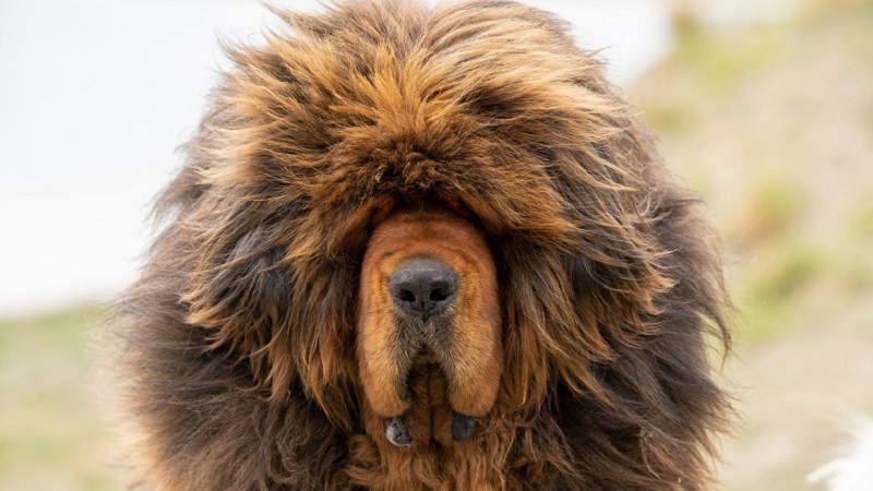 ویژگی‌های شخصیتی سگ ماستیف تبتی