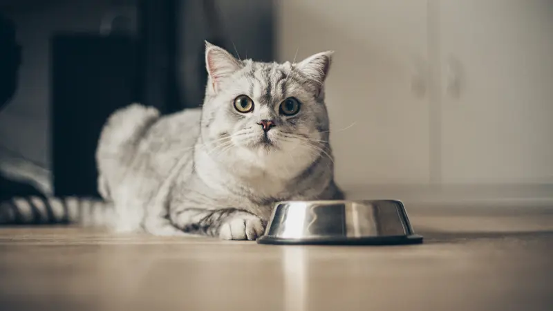گربه در حال خوردن غذا